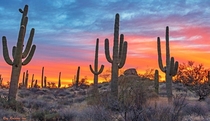 Vibrant Sunrise Sky With Stately Saguaro Cactus In North Scottsdale Arizona  IG swvisionsnow