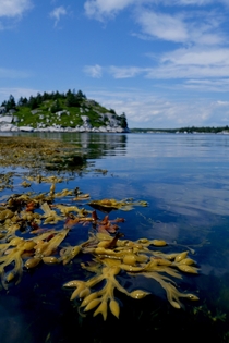 View of Hearn Island Nova Scotia x 