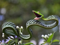 Vine Snake 