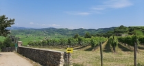 Vineyard - Soave Verona Veneto region Italy