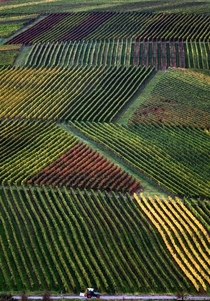 Vineyards in Nordheim Germany  Photo by Karl-Josef Hildenbrand