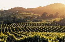 Vineyards in the Napa Valley California 