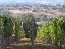 Vineyards on Bilogora hill Croatia 