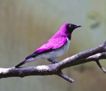 Violet-Backed Starling x-post from rpics 