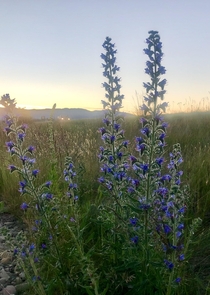 Vipers bugloss lit up by the sunset Omarama NZ