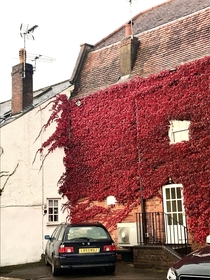 Virginia Creeper at its best Hertfordshire just now