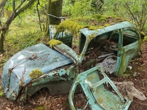 Volkswagen Beetle abandoned in a rainy mossy forest on Vancouver Island 