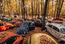 Volkswagen Graveyard Check out these East Coast fall vibes