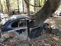 Volkswagen with a tree growing through it It has been sitting a while