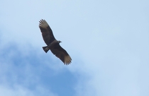 Vulture on Cumberland Island USA 