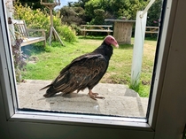 Vulture on my window sill Is this an omen West Point Island Falklands