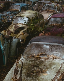 VW Beetles Graveyard  x