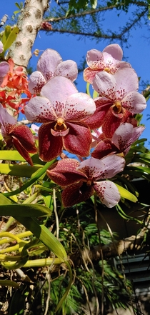 Waling-Waling Orchid vanda sanderiana 