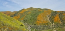 Walker Canyon CA during the poppy bloom of  