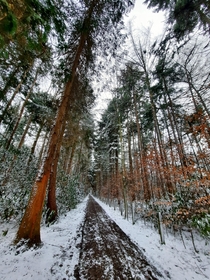 Walking in the woods about a  minute drive from Bruges Belgium 