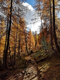 Walking through a larch forest in the Dolomites South Tyrol 