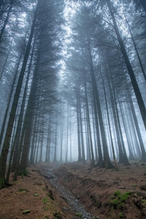 Walking through a misty pine forest in the English Lake District 