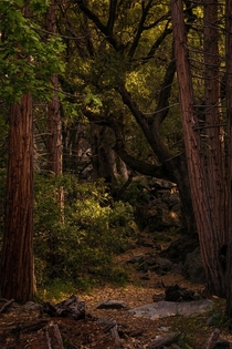 Walking through the woods in Yosemite National Park CA 