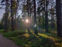 Warm evening in a forest Riga Latvia OC 