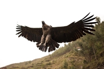 was visiting an animal sanctuary in peru and this andean condor flew over my head I wasnt ready for the shot but luckily i got it in focus and frame This is bird is endangered and is the largest type of flying bird in the world with a wingspan of up to m 