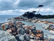 Watch more nature than Netflix  Stunning Bay of Fires Tasmania  x  