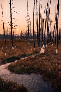 Watching the sun come up through wildfire smoke and dead trees was all too walking dead-esc Yellowstone National Park 