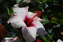 Water droplets on a Hibiscus flower in Montreux Switzerland 