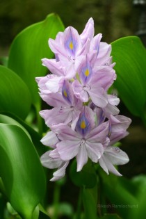 Water Hyacinth 