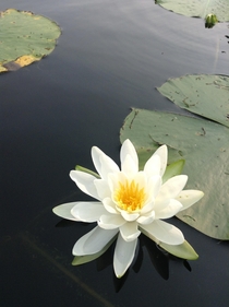 Water lily MN OC 