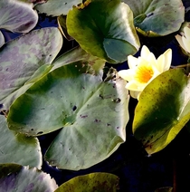 Water lily this evening catching the light of the sinking sun on the lakes 