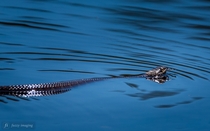 Water Snake enjoying the taste of clean air and fresh water 
