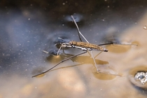 Water strider Limnoporus notabilis 