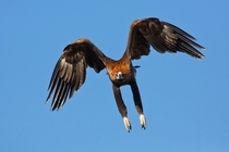 Wedge-tailed eagle Aquila audax sometimes known as eaglehawk 