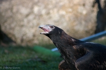 Wedge-tailed Eagle Aquila audax  x  