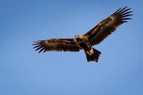 Wedge-Tailed Eagle spotted in NSW Australia