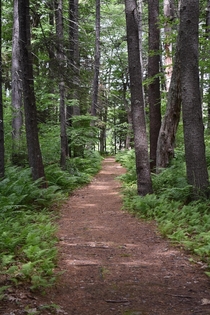 Wells Maine Nature Trail 