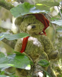 Went wandering around the woods and saw an abandoned Teddy Bear