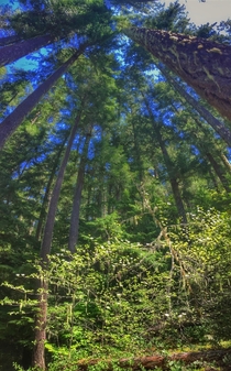 Western Cascades coniferous forest with dogwood understory Oregon USA 