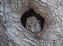Western Screech Owl by by Ken Phenicie Jr 