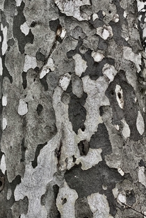 Western Sycamore Platanus racemosa bark pattern 