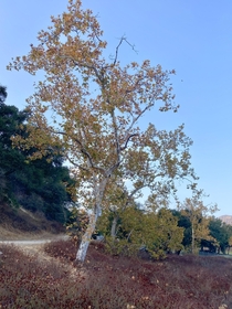 Western Sycamore Platanus racemosa one of the great native trees of Southern California finally turning Fall colors today