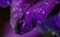 wet petal of a gladiolus 