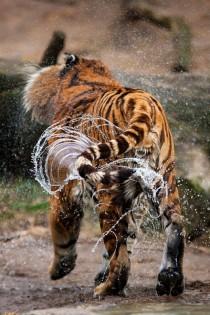 Wet Tiger 