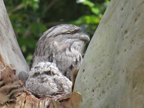 Weve had Tawny Frogmouths nesting in our back yard for as long as I can remember  Sydney Australia  