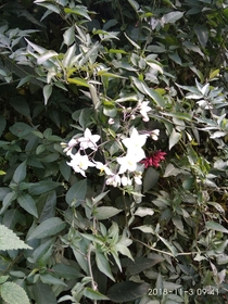 What flower is this Found near Darjeeling