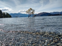 What ThatWanakaTree looked like less than  months ago  Wanaka New Zealand 