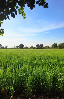 Wheat Field in India  