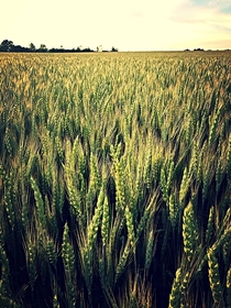 Wheat field in Upstate NY x