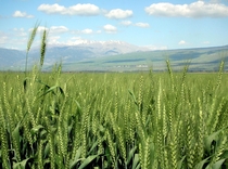 Wheat in the Hula Valley Israel 