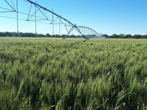 Wheat under irrigation